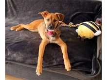 PEACHES, Hund, Mischlingshund in Leipzig - Bild 3