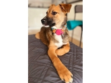 PEACHES, Hund, Mischlingshund in Leipzig - Bild 4