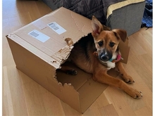 PEACHES, Hund, Mischlingshund in Leipzig - Bild 6