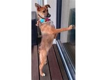 PEACHES, Hund, Mischlingshund in Leipzig - Bild 7