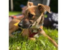 PEACHES, Hund, Mischlingshund in Leipzig - Bild 8