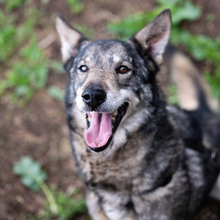 MELCHIOR, Hund, Deutscher Schäferhund-Mix in Rumänien - Bild 1