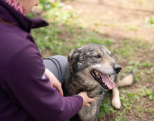 MELCHIOR, Hund, Deutscher Schäferhund-Mix in Rumänien - Bild 10
