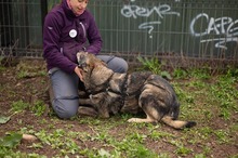 MELCHIOR, Hund, Deutscher Schäferhund-Mix in Rumänien - Bild 11