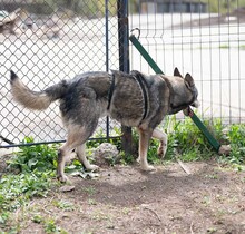 MELCHIOR, Hund, Deutscher Schäferhund-Mix in Rumänien - Bild 12