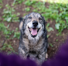 MELCHIOR, Hund, Deutscher Schäferhund-Mix in Rumänien - Bild 2