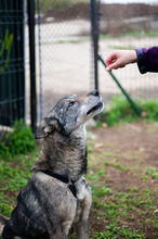 MELCHIOR, Hund, Deutscher Schäferhund-Mix in Rumänien - Bild 3