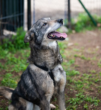MELCHIOR, Hund, Deutscher Schäferhund-Mix in Rumänien - Bild 4
