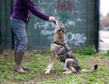 MELCHIOR, Hund, Deutscher Schäferhund-Mix in Rumänien - Bild 5
