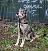 MELCHIOR, Hund, Deutscher Schäferhund-Mix in Rumänien - Bild 6