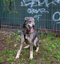 MELCHIOR, Hund, Deutscher Schäferhund-Mix in Rumänien - Bild 7