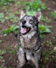 MELCHIOR, Hund, Deutscher Schäferhund-Mix in Rumänien - Bild 8