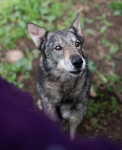 MELCHIOR, Hund, Deutscher Schäferhund-Mix in Rumänien - Bild 9