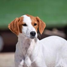 FLORI, Hund, Podenco-Mix in Spanien - Bild 1