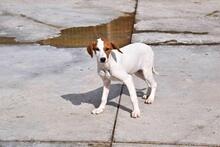 FLORI, Hund, Podenco-Mix in Spanien - Bild 2