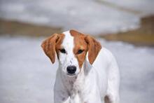 FLORI, Hund, Podenco-Mix in Spanien - Bild 3