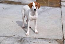 FLORI, Hund, Podenco-Mix in Spanien - Bild 4