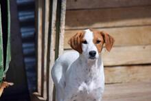 FLORI, Hund, Podenco-Mix in Spanien - Bild 5