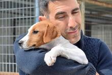 FLORI, Hund, Podenco-Mix in Spanien - Bild 6