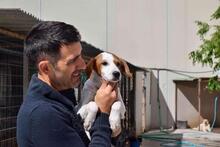 FLORI, Hund, Podenco-Mix in Spanien - Bild 7
