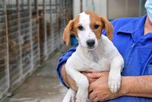 FLORI, Hund, Podenco-Mix in Spanien - Bild 8
