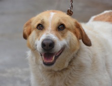 CUCA, Hund, Herdenschutzhund-Mix in Spanien - Bild 1