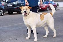 CUCA, Hund, Herdenschutzhund-Mix in Spanien - Bild 10