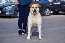 CUCA, Hund, Herdenschutzhund-Mix in Spanien - Bild 12