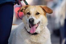 CUCA, Hund, Herdenschutzhund-Mix in Spanien - Bild 13