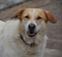 CUCA, Hund, Herdenschutzhund-Mix in Spanien - Bild 2