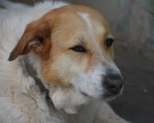 CUCA, Hund, Herdenschutzhund-Mix in Spanien - Bild 3