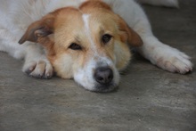 CUCA, Hund, Herdenschutzhund-Mix in Spanien - Bild 4