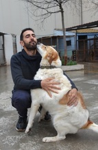CUCA, Hund, Herdenschutzhund-Mix in Spanien - Bild 5