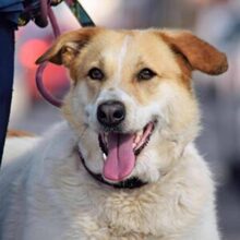 CUCA, Hund, Herdenschutzhund-Mix in Spanien - Bild 6