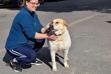 CUCA, Hund, Herdenschutzhund-Mix in Spanien - Bild 7