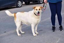 CUCA, Hund, Herdenschutzhund-Mix in Spanien - Bild 8