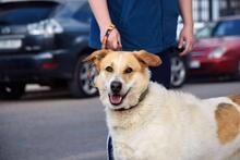 CUCA, Hund, Herdenschutzhund-Mix in Spanien - Bild 9