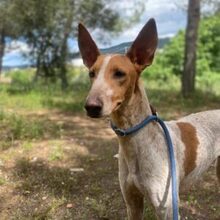 ABRIL, Hund, Podenco in Spanien - Bild 1