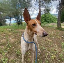 ABRIL, Hund, Podenco in Spanien - Bild 2