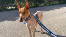 ABRIL, Hund, Podenco in Spanien - Bild 3