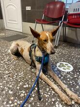 ABRIL, Hund, Podenco in Spanien - Bild 4