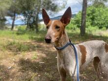 ABRIL, Hund, Podenco in Spanien - Bild 5