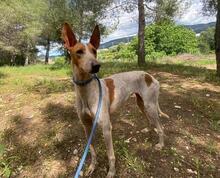 ABRIL, Hund, Podenco in Spanien - Bild 7