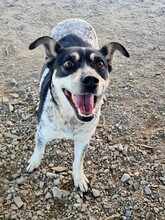 MILANA, Hund, Ratonero Bodeguero Andaluz-Mix in Spanien - Bild 8