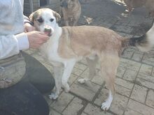 HERMANN, Hund, Mischlingshund in Rumänien - Bild 2