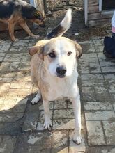 HERMANN, Hund, Mischlingshund in Rumänien - Bild 3
