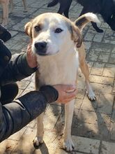 HERMANN, Hund, Mischlingshund in Rumänien - Bild 5