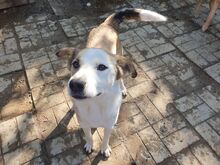 HERMANN, Hund, Mischlingshund in Rumänien - Bild 6