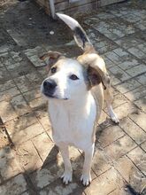 HERMANN, Hund, Mischlingshund in Rumänien - Bild 7