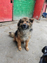 MARLON, Hund, Mischlingshund in Rumänien - Bild 1